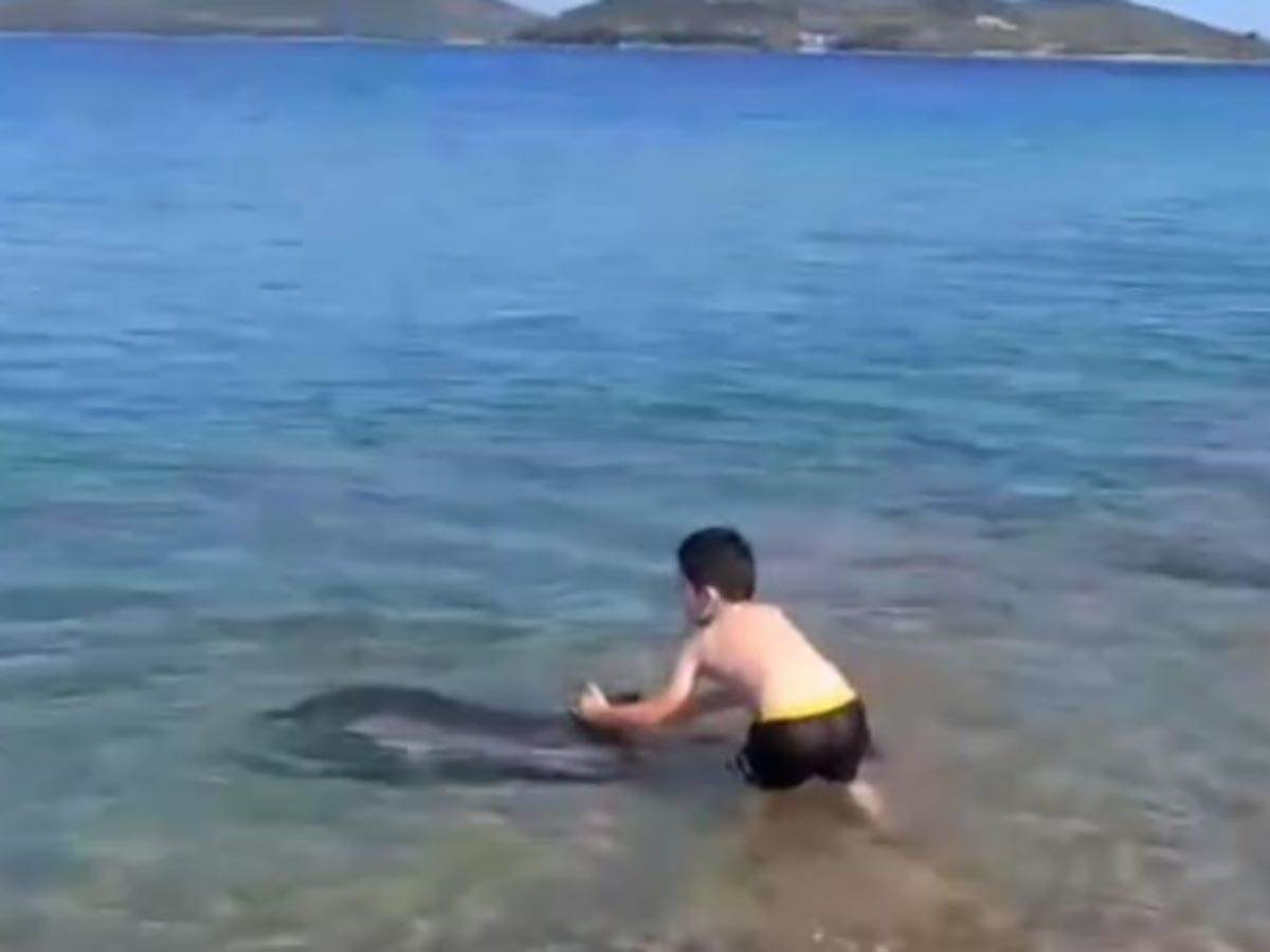  Delfin zalutao do plićaka 