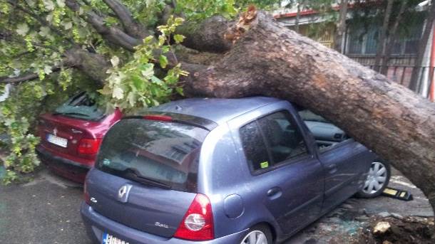  Poljska - Palo stablo na automobil, poginuo dečak 