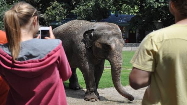  Zimbabve - slon pregazio Nemicu 