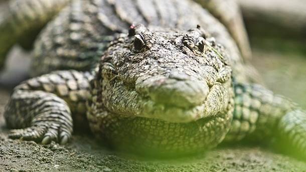   SAD - U Karolini ženu ubio aligator 