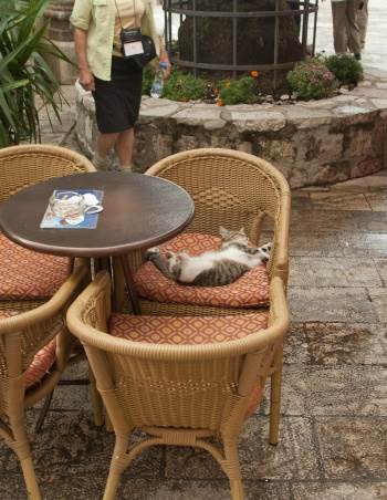  Destinacija za ljubitelje mačaka - Kotor 