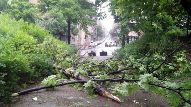  oluja u Ljigu, drva palo na četiri automobila 