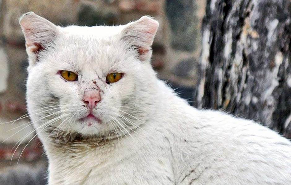  Majdanpek - mladić udarao mačku o beton do smrti 