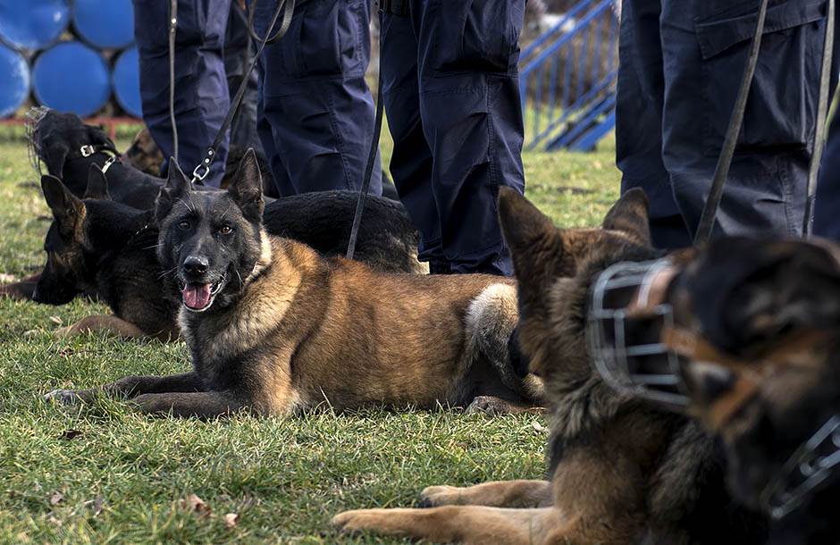 Policijski psi: Čuvari Srbije 