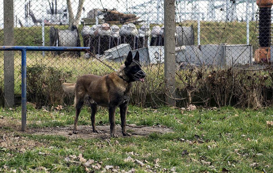  Policijski psi ujeo psa tokom hapšenja 