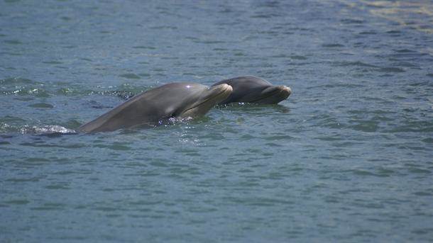  Crna Gora: Delfini u Boki 