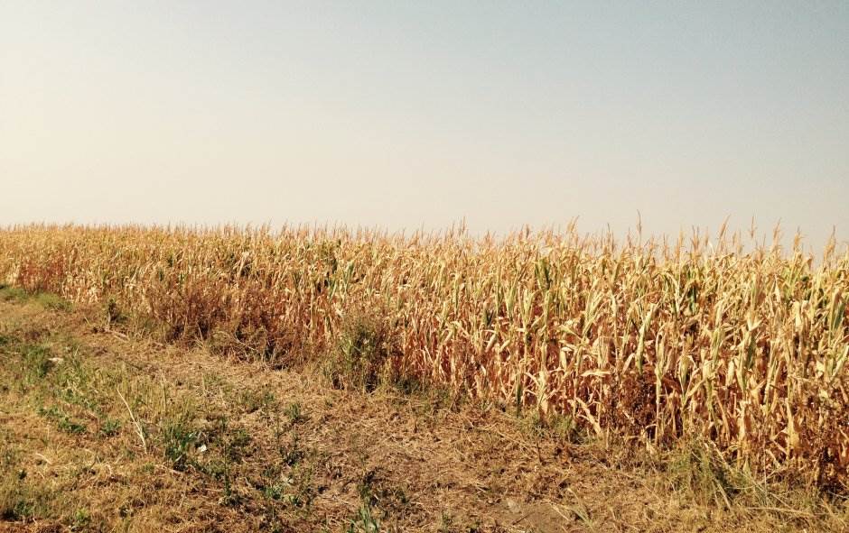  Kukuruz i soja - suša uništila pola roda 