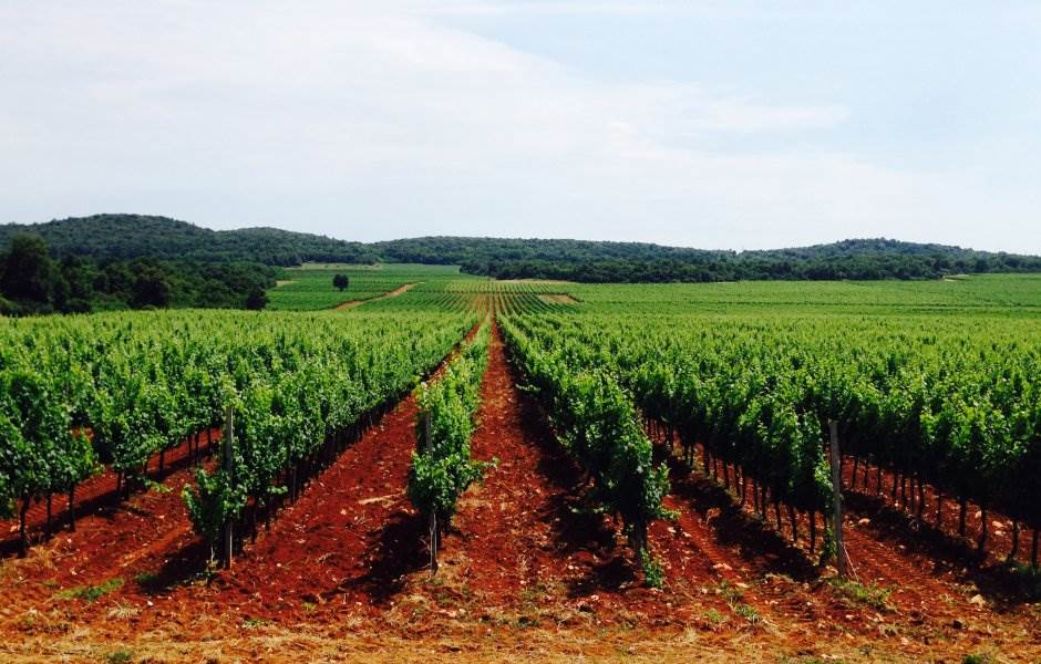   Svislajon-Takovo o kupovini Vršačkih vinograda 