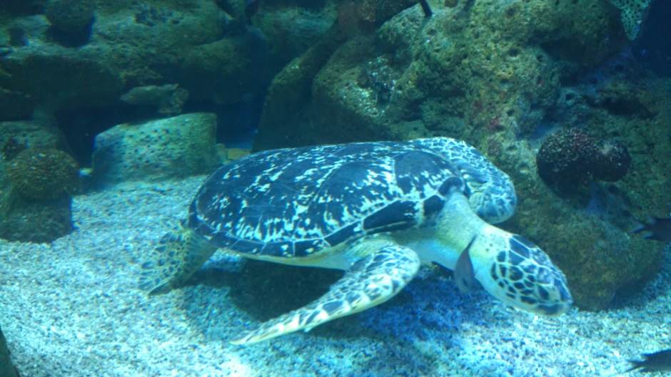  Kotor - Kotroverza oko ubijene morske kornjače 