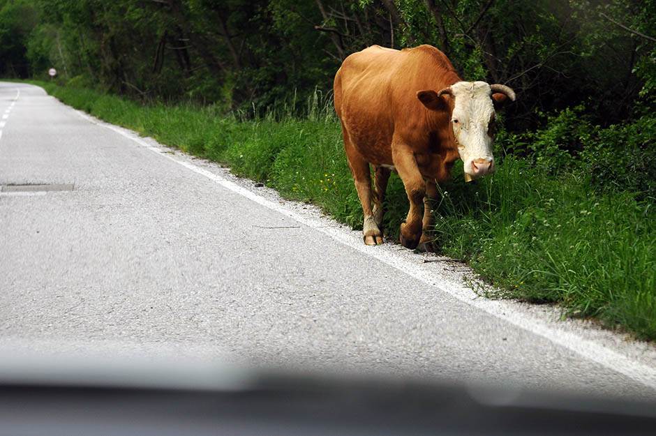  Kosovo - Srbima u Goraždevcu ukrali krave 
