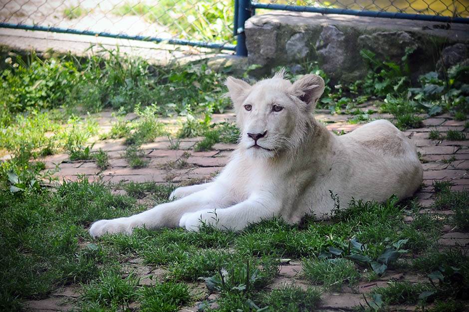  Lavica ubila čuvara u zoološkom vrtu 