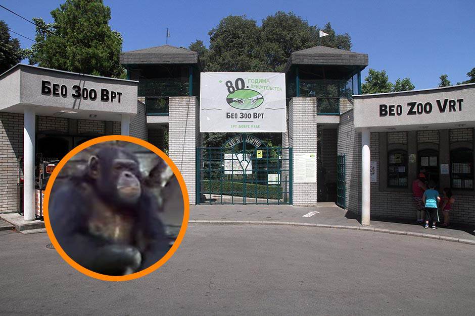  Beogradski zoo vrt - 80. rođendan 