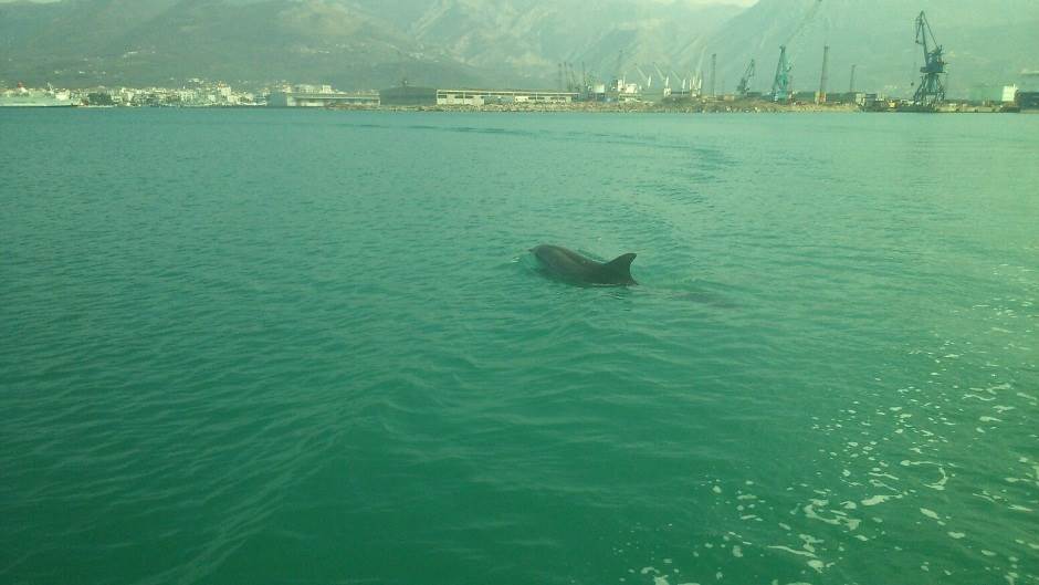  Delfin u luci u Baru 
