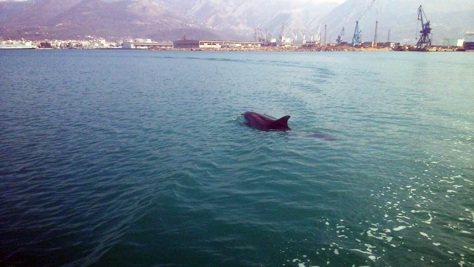  Delfin u Baru 