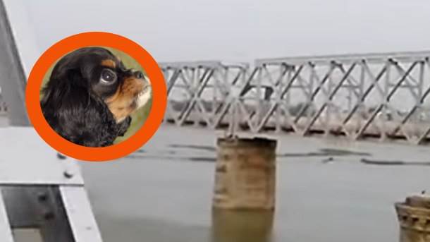  Obešen pas u Obrenovcu na mostu 