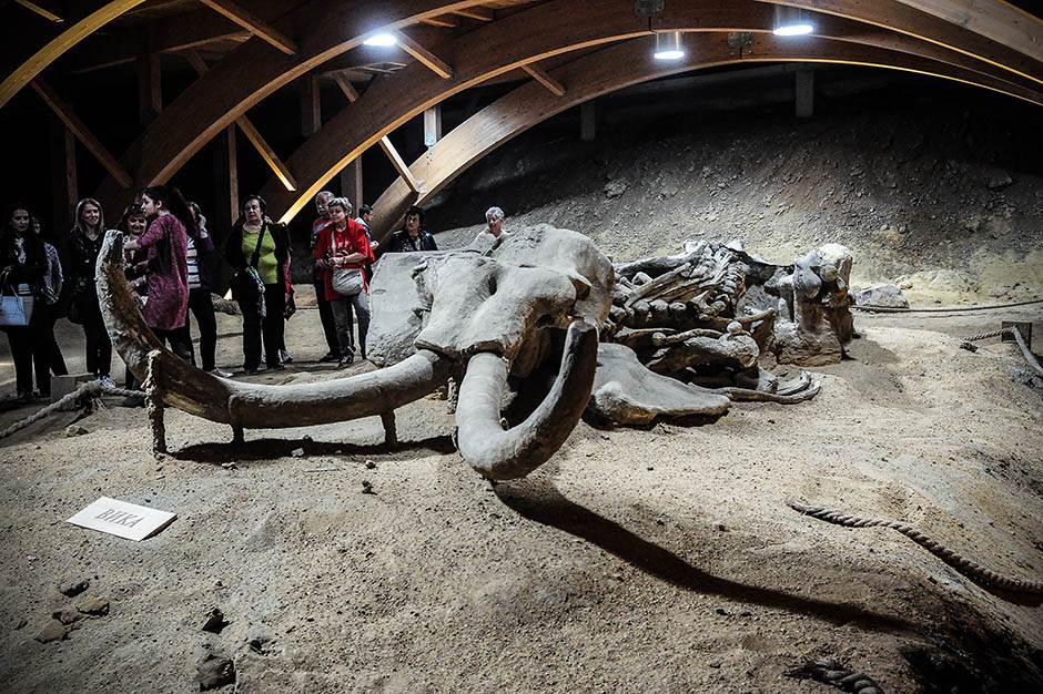  Vunasti mamuti izumrli kasnije nego što se mislilo 