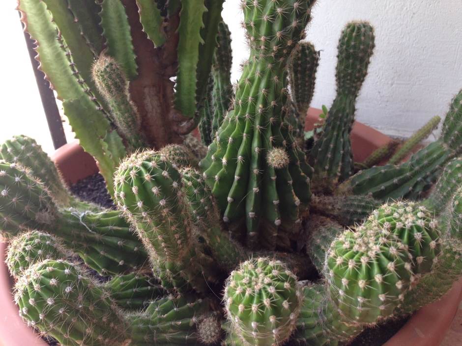 Kaktus kako presaditi kaktus 