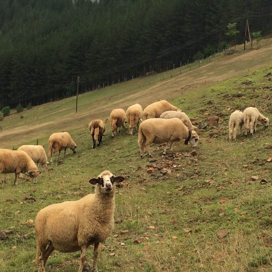  Lopovi ukrali stado ovaca u Đurđevu kod Novog Sada 