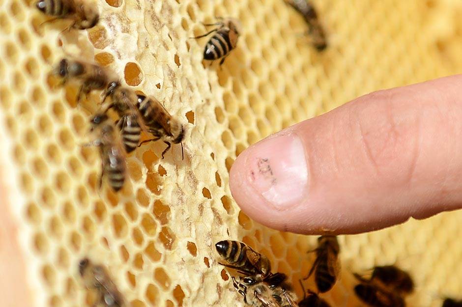  Policajce i lekare Hitne pomoći napale pčele 