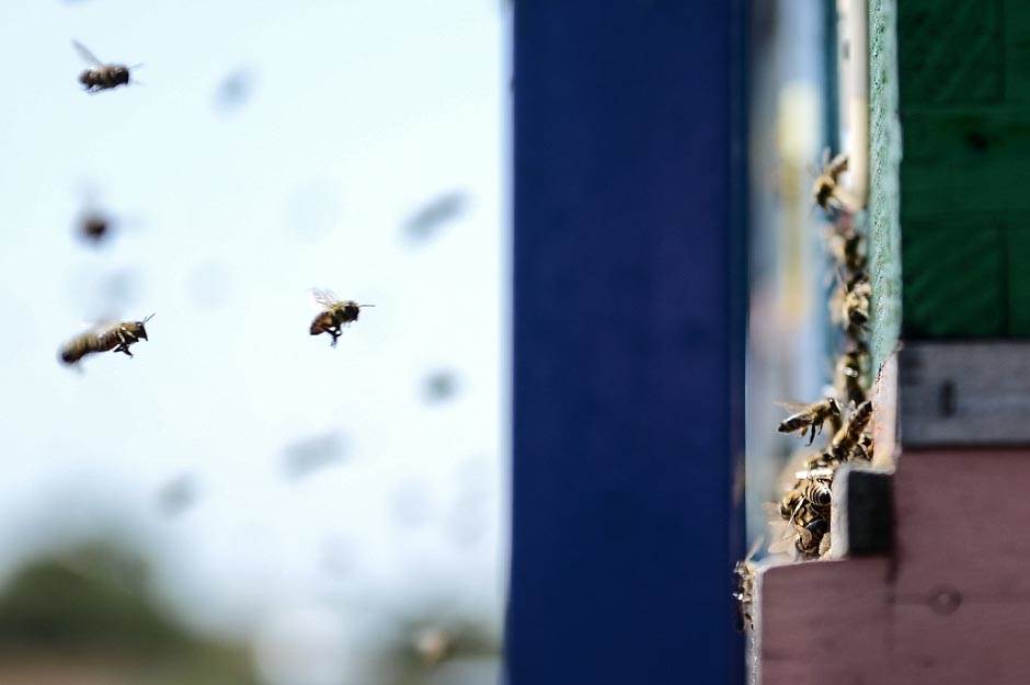  Svetski dan pčela - U Beogradu se otvario prvi azil za pčele u Srbiji 