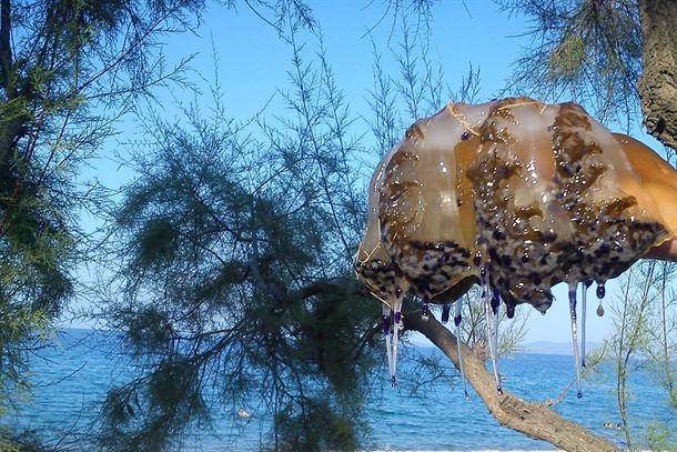  Jadransko more meduza u Bokokotorskom zalivu 