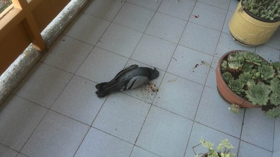  Podgorica mrtve ptice Crna Gora 