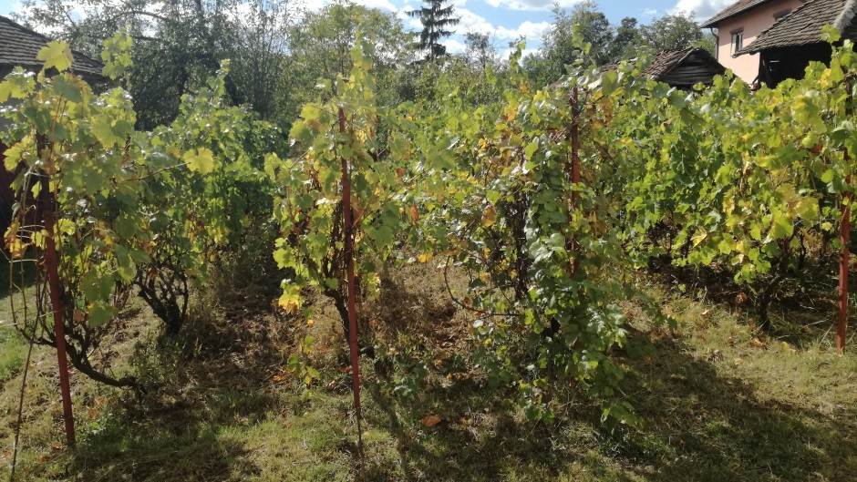  Voćnjaci i vinogradi - cene po aru i hektaru 