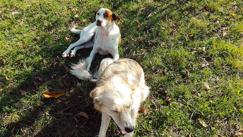  Kuršumlija - otrovani psi, uništen drvored lipa 