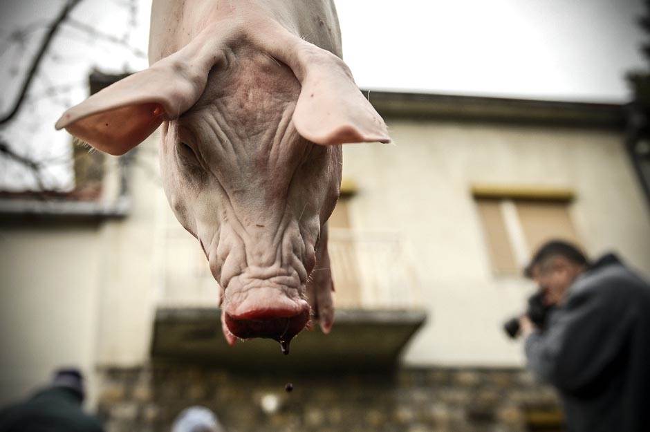  Svinjska kuga - Grčka zabranila uvoz svinjetine iz Bugarske 