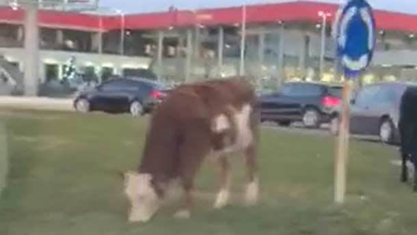  Podogorica snimk krave pasu travu 
