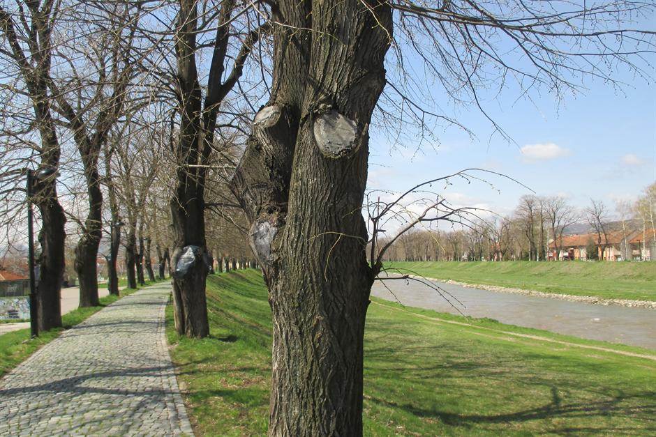  Akcija sađenja drveća u opštini Titel 