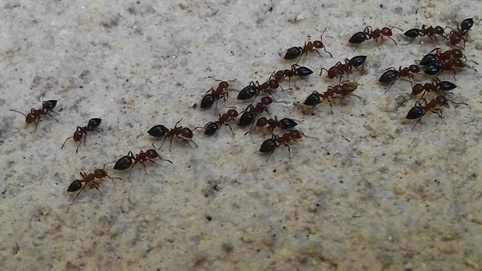  Kako oterati mrave iz kuće 