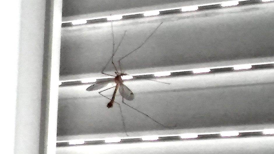  Prskanje komaraca - kad dozvoli vreme 