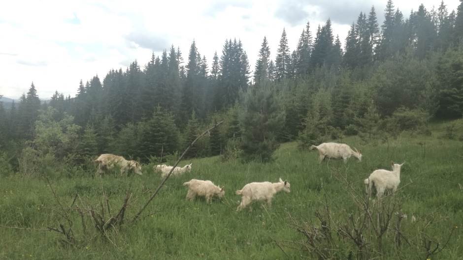  Sijetl - Halapljive koze premeštene s planine 