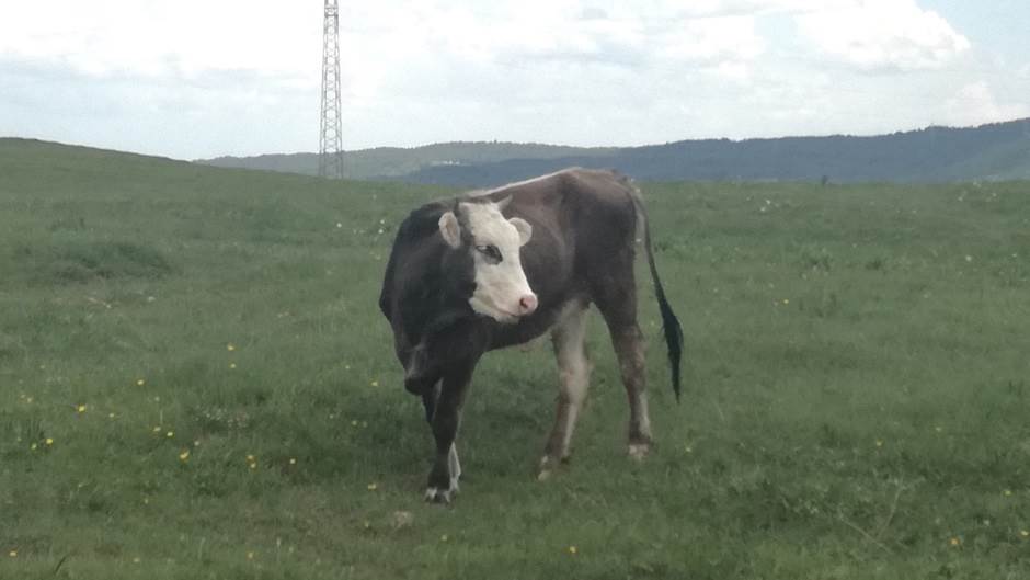  U Srbiji nema ko da muze krave 