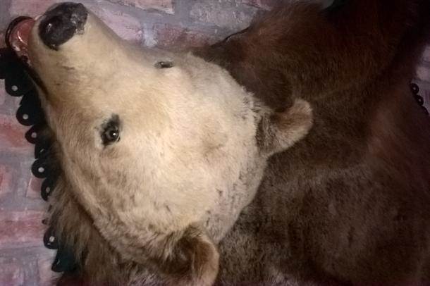  Medved nađen u Tari 