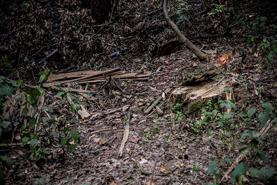  Kragujevac - mrtva žena u šumi 