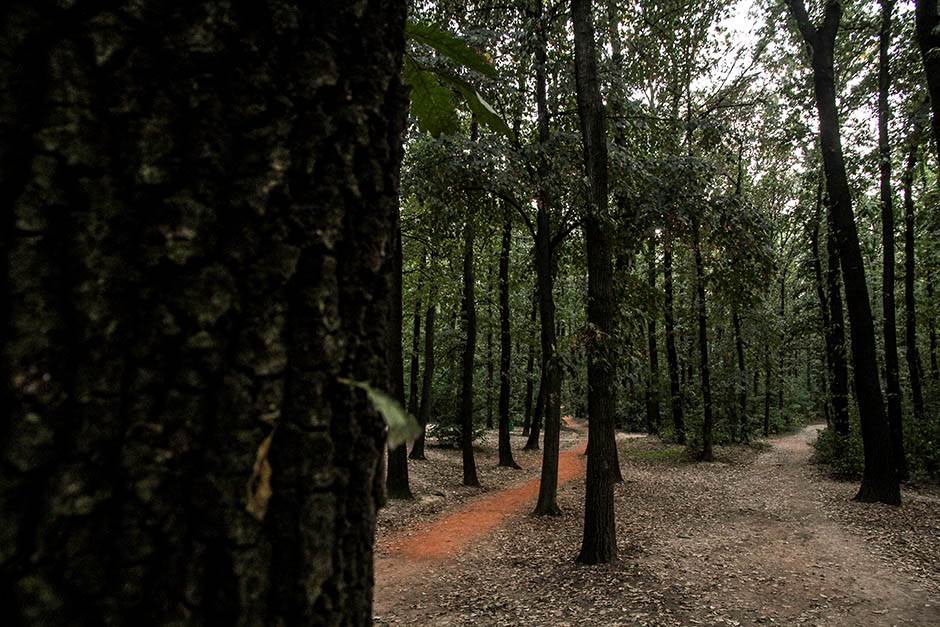  Novi Pazar u šumi nađen mrtav mladić sumnja se na trovanje 