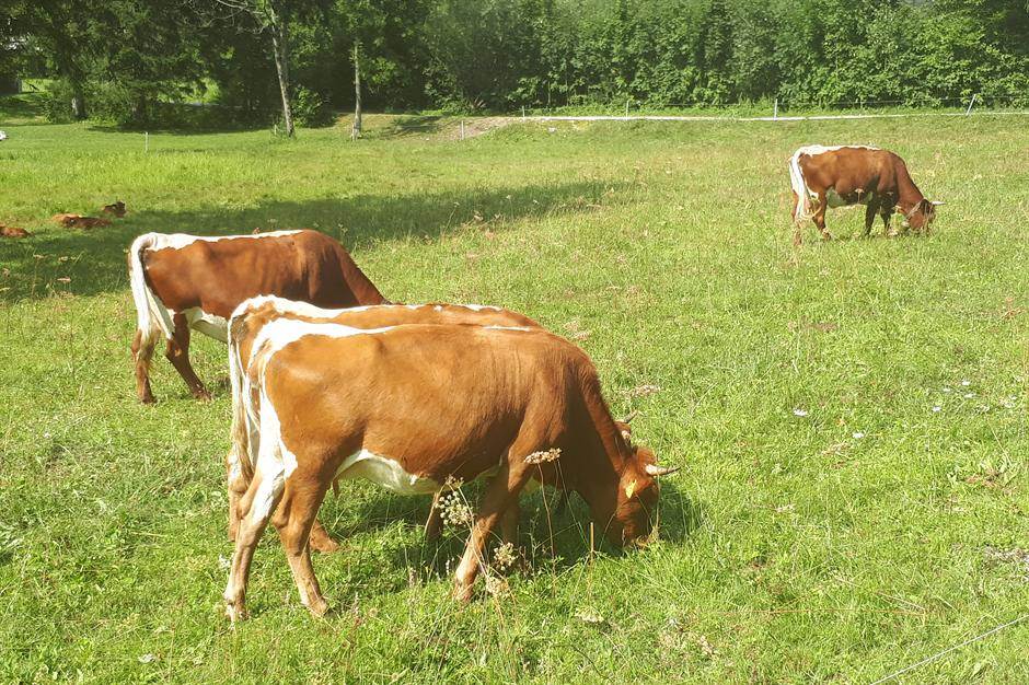  Francuska: Farmer platio kaznu zbog smrada krava 