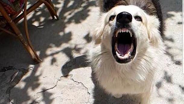  Banatski Brestovac pas ujeo dete u školskom dvorištu 
