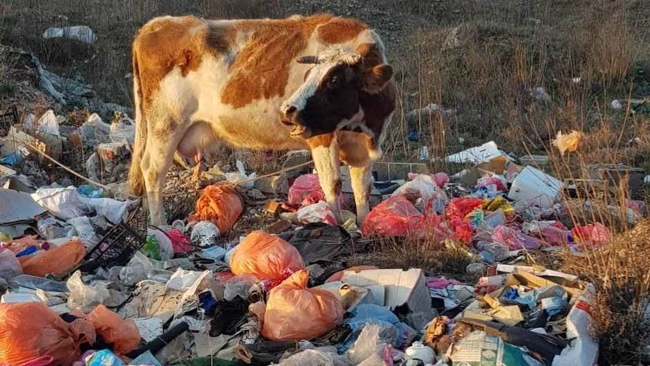  Podgorica krava u Crnoj Gori jede đubre 