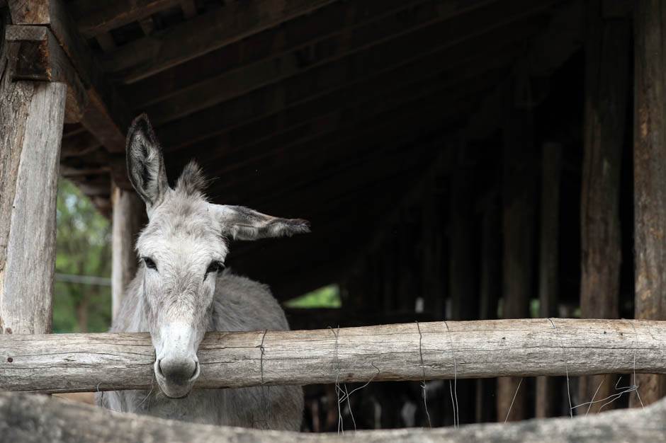  Zasavica - specijalni rezervat prirode - magareće mleko 