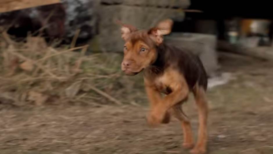  Pas u filmu bio zlostavljan na setu PETA reaguje 
