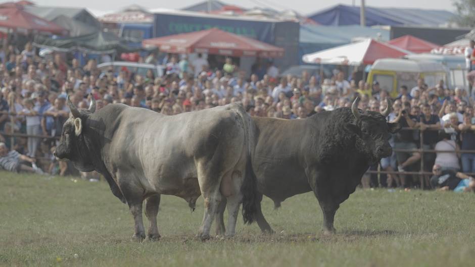  Hrvatska - Odbegli bik i dalje izmiče poteri 