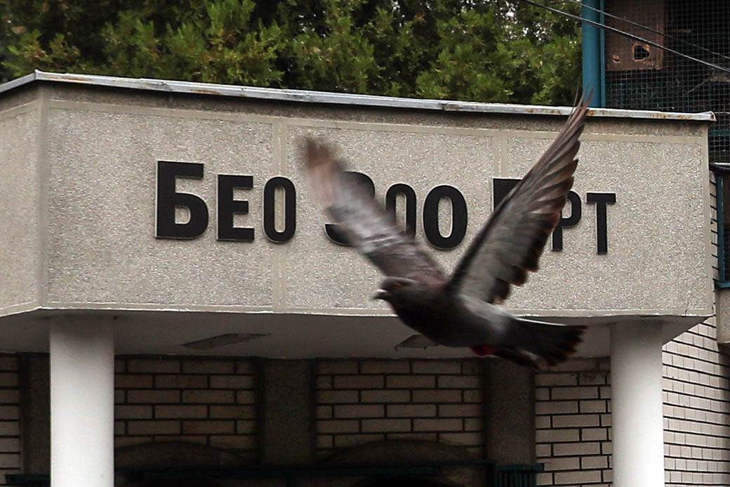  Poginuo radnik zoološkog vrta u Beogradu 