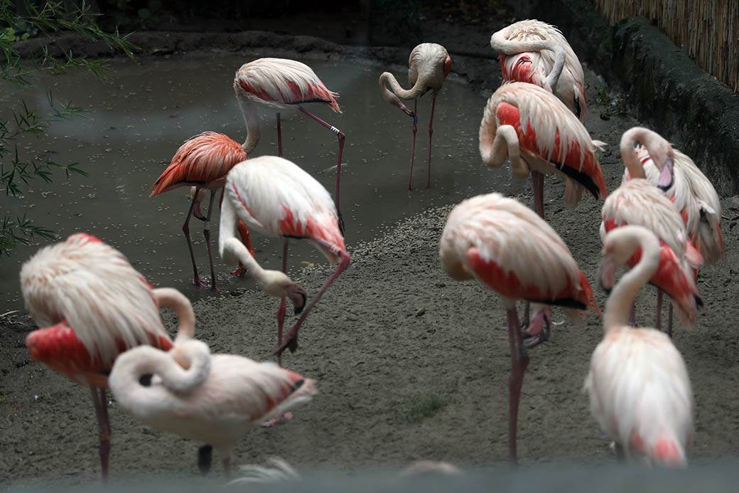  Flamingosi u beo zoo vrtu 