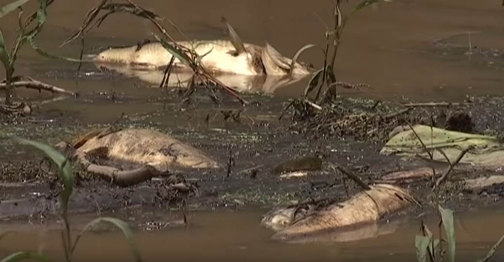  Australija: pomor riba posledice požara pepeo kiša nanaela u reku 