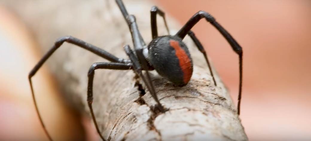  Levak pauk nova briga za Australijance 