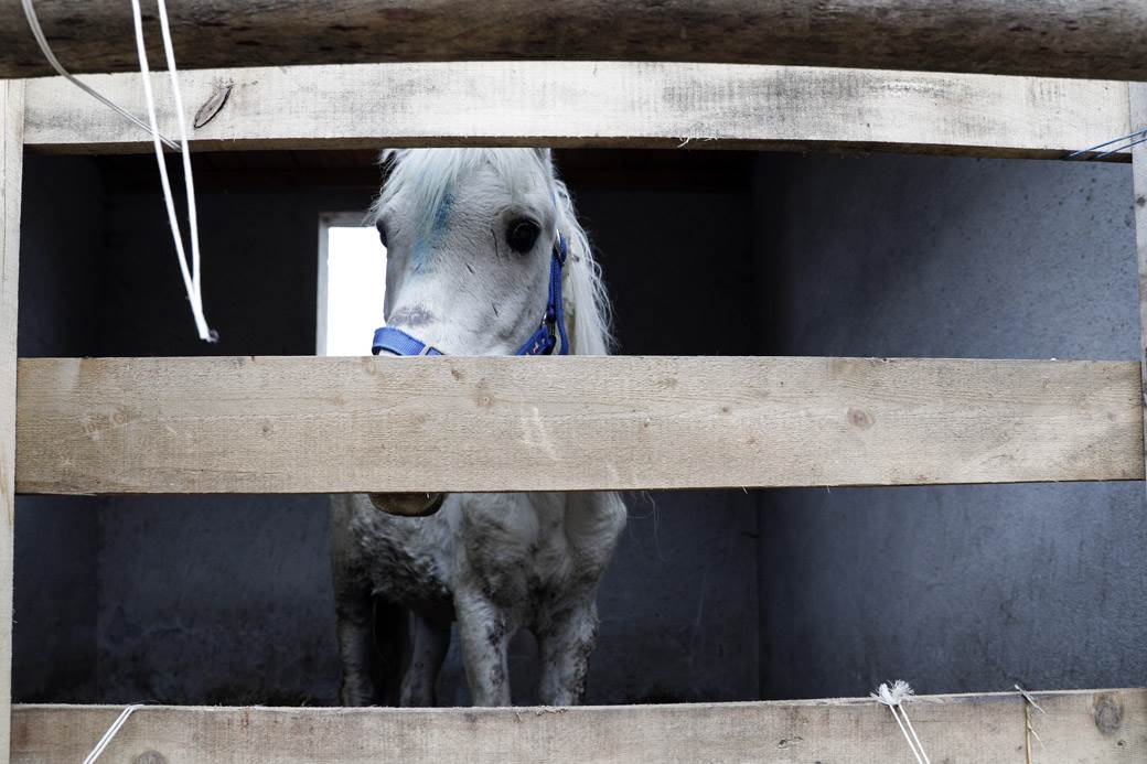  Konji životinje ubijaju ih u Francuskoj 