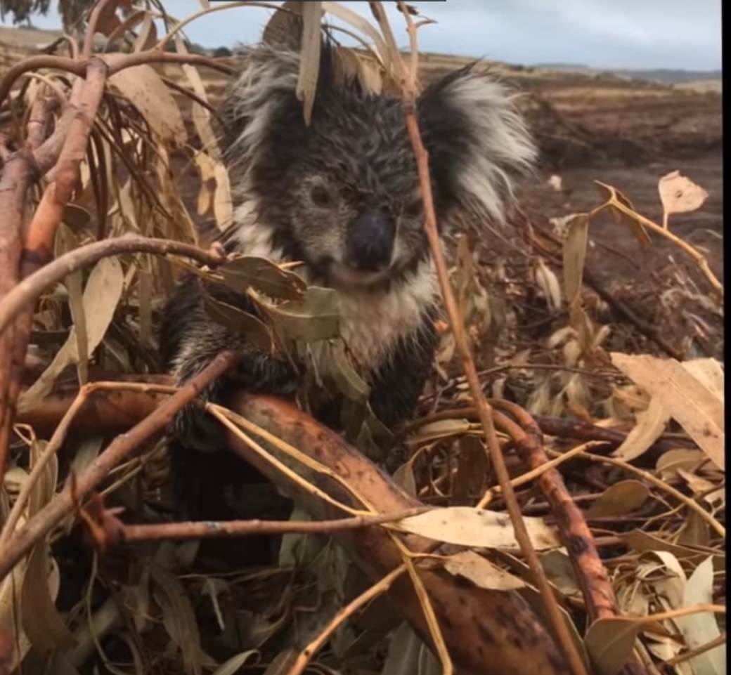  Izvršen masakr nad koalama, optužen farmer u Australiji koji tvrdi da su one umrle od gladi  